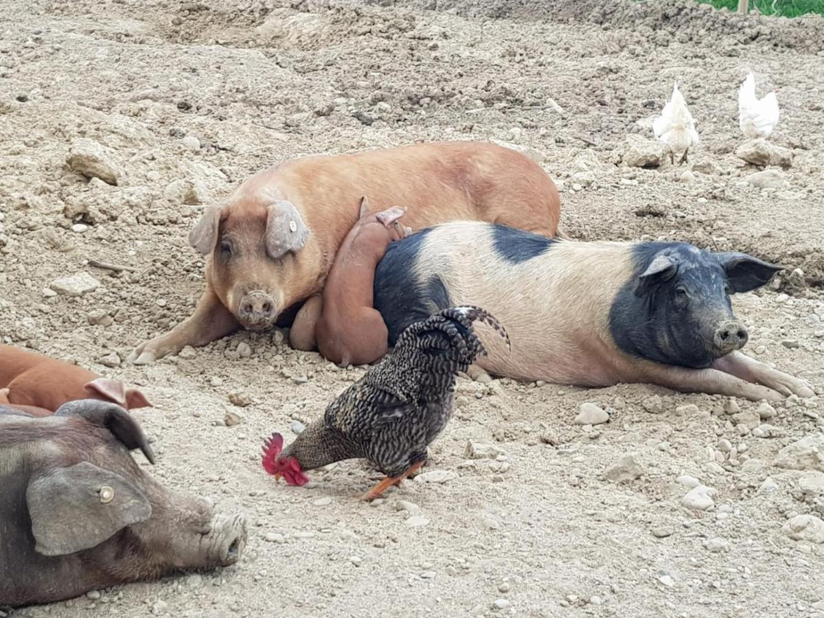 Peacock Lodge Wain 외부 사진