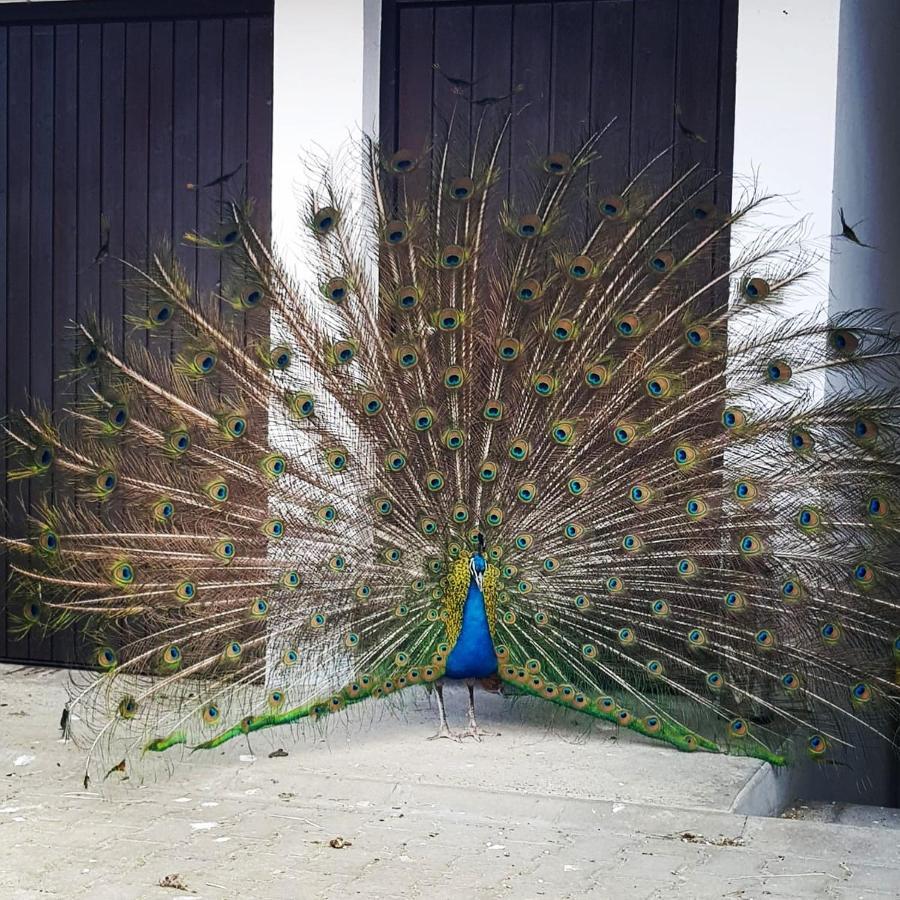 Peacock Lodge Wain 외부 사진